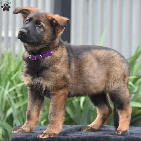 Mary, German Shepherd Puppy